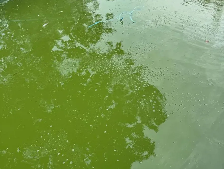 Limpieza de alberca verde