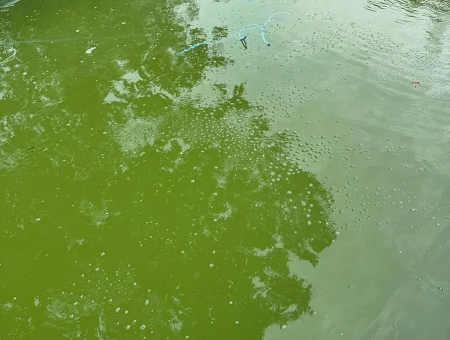 Green pool cleaning
